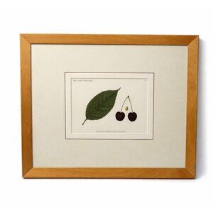 Framed Lithograph Cherries and Leaf Oak Frame Botantical German Pomological